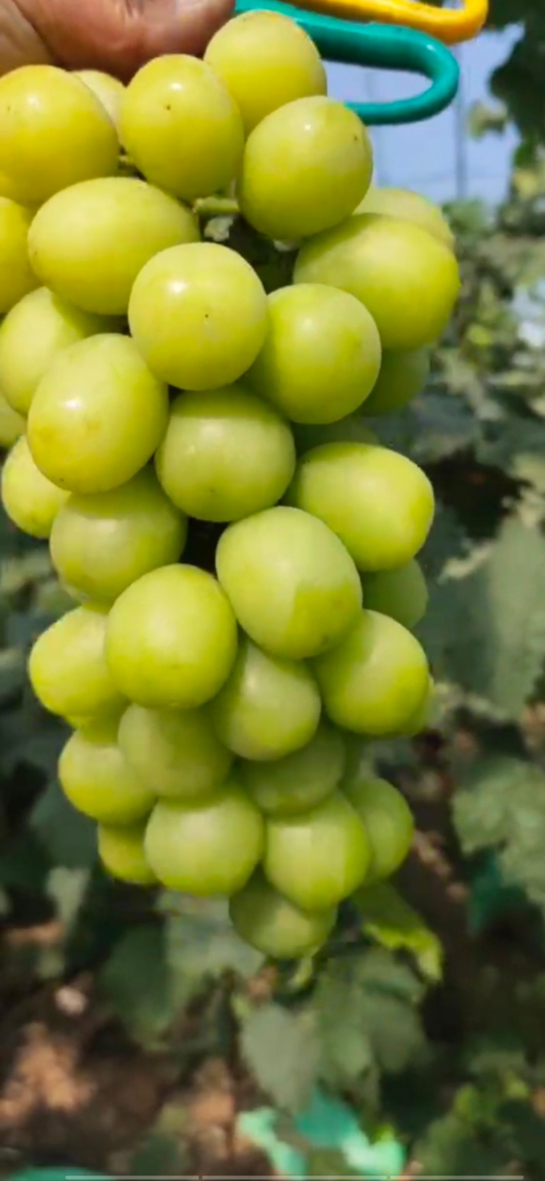 辽宁阳光玫瑰葡萄苗芽眼饱满