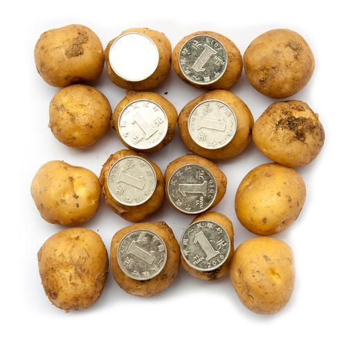 世界上最小的土豆图片