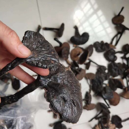 寻乌县江西纯赤灵芝，品质好，量大价格优惠