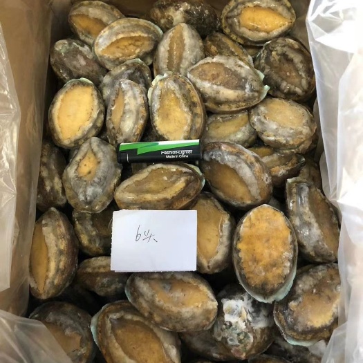大连鲍鱼 鲍鱼鲍鱼，全规格，5，6，8，10，12，15，18，20，