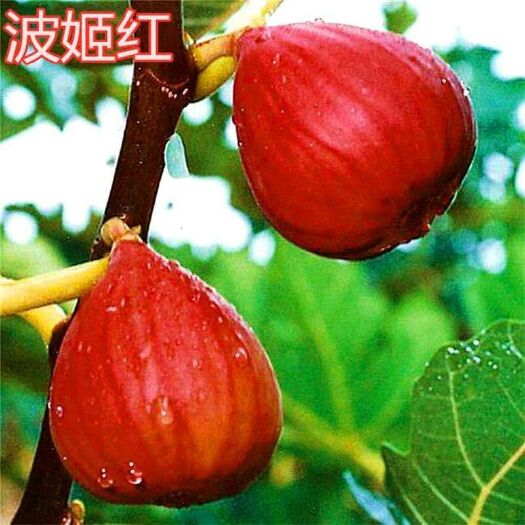 平邑县波姬红无花果苗  波姬红无花果树苗诚信经营品种保证苗圃直销现挖发货保湿假一赔十
