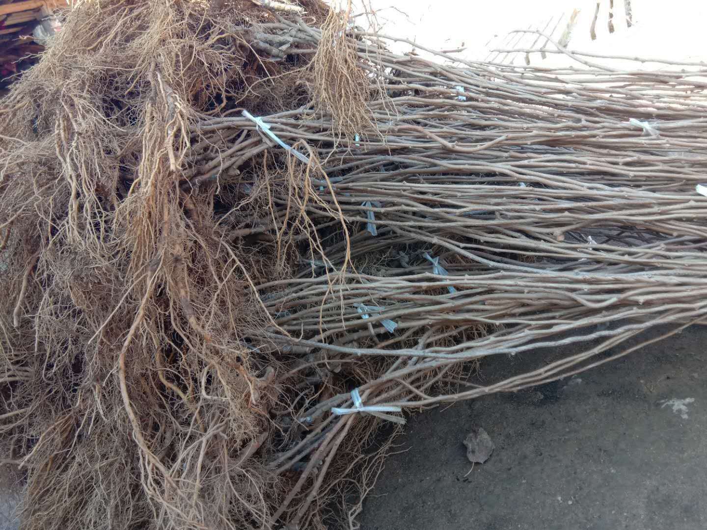 软枣猕猴桃苗  软枣子苗龙城2号扦插苗大苗吉林基地直发