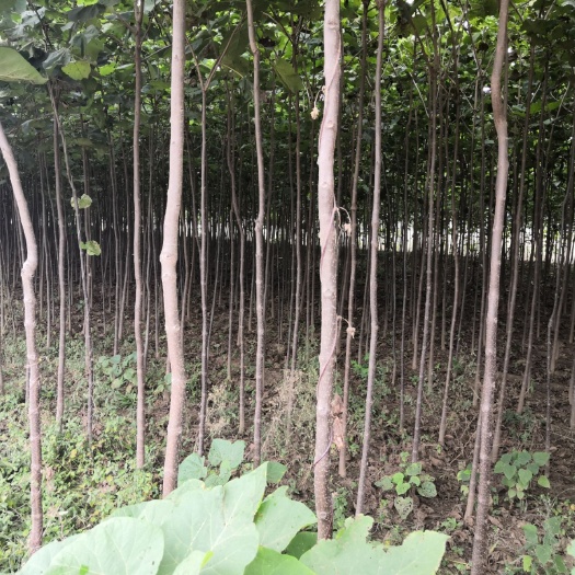 方城县南阳楸 3—5公分楸树，现低价出售