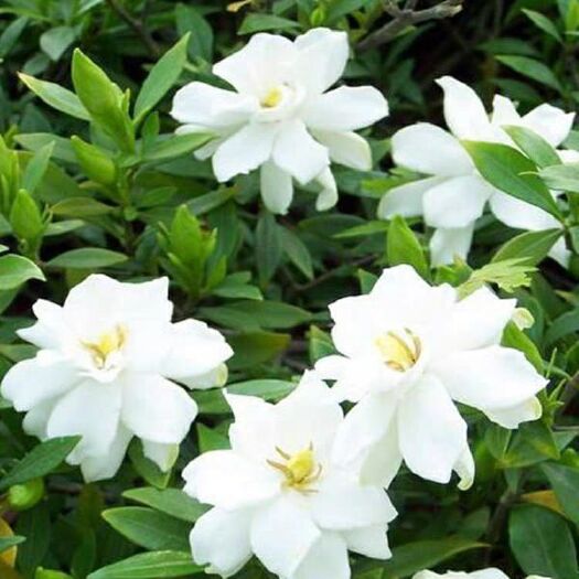 株洲小叶栀子 