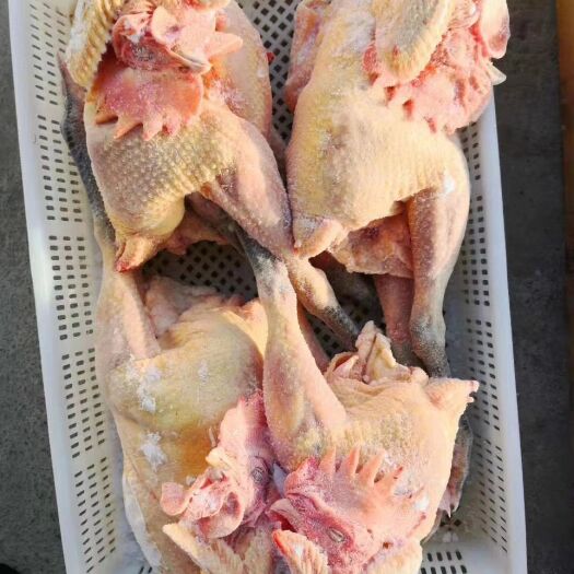 大连鸡肉类 山林现杀冷冻溜达鸡