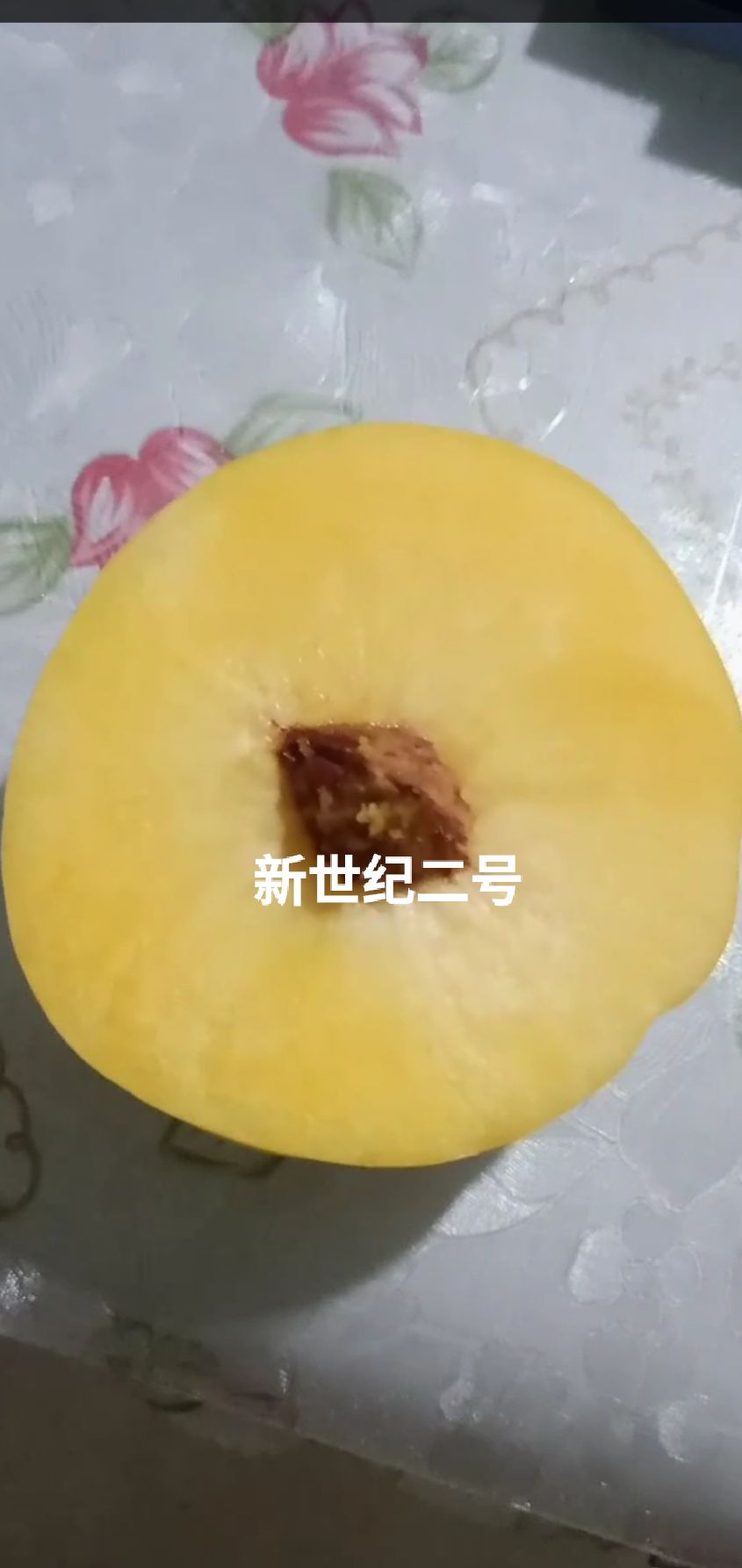 黄桃树苗 新世纪二号黄桃苗