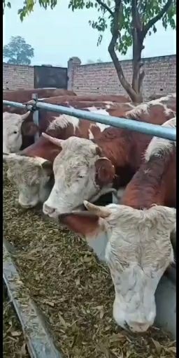 宜君县 大小肉牛好品种好饲养生长快