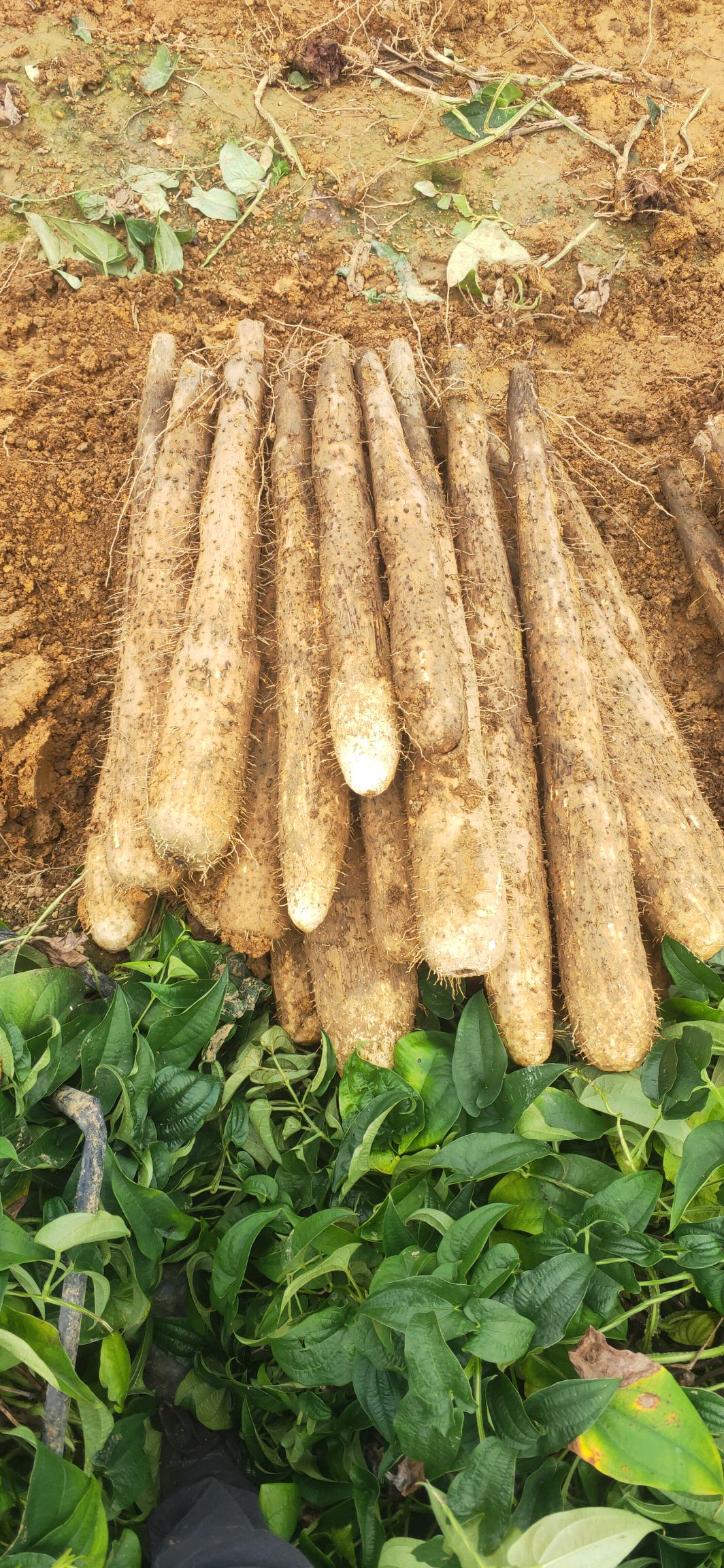 白玉山药 50~70cm