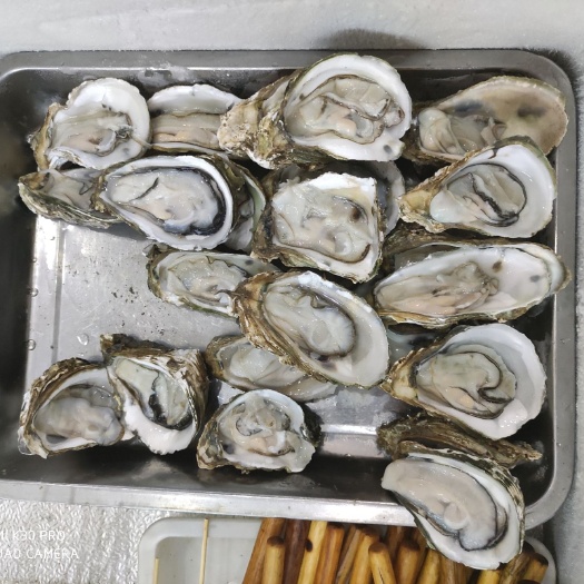 湛江阳江市生蚝 海水 1-2两/只 2-3两/只 3-4两/只 4-5两/只 5-6两/只 6两以上/只   鲜活水产