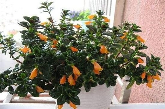 广饶县花金鱼吊兰  热手金鱼吊兰，金鱼吊兰盆栽，四季常青，花似金鱼。