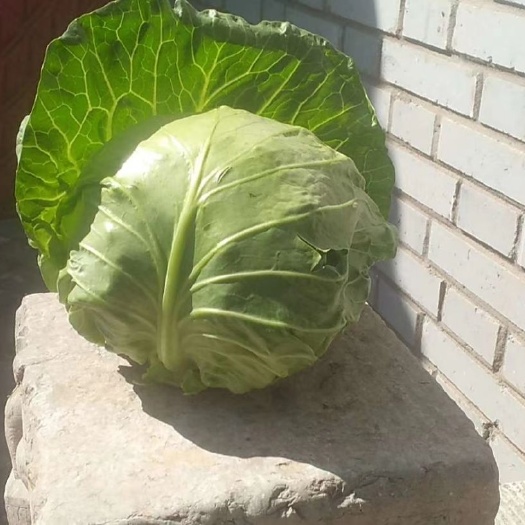 博爱县中甘21，甘蓝，包菜，茴子白