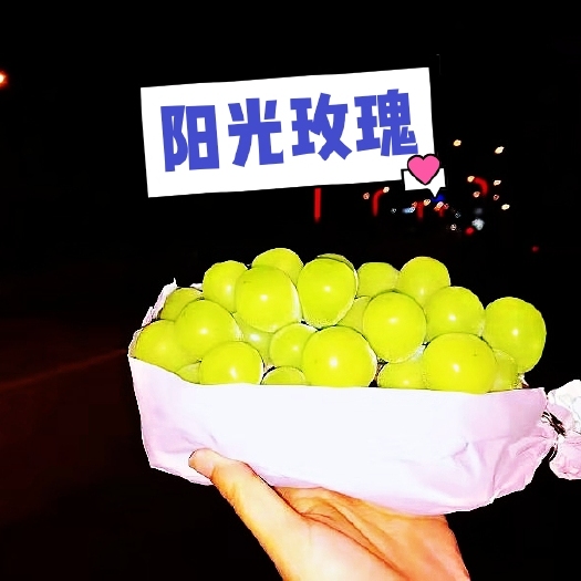 兴城市阳光玫瑰葡萄苗 阳光玫瑰嫁接苗
