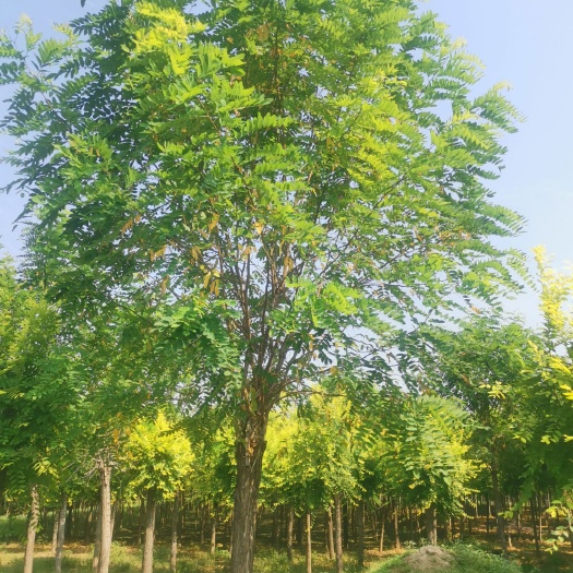 博野县十公分嫁接香花槐
