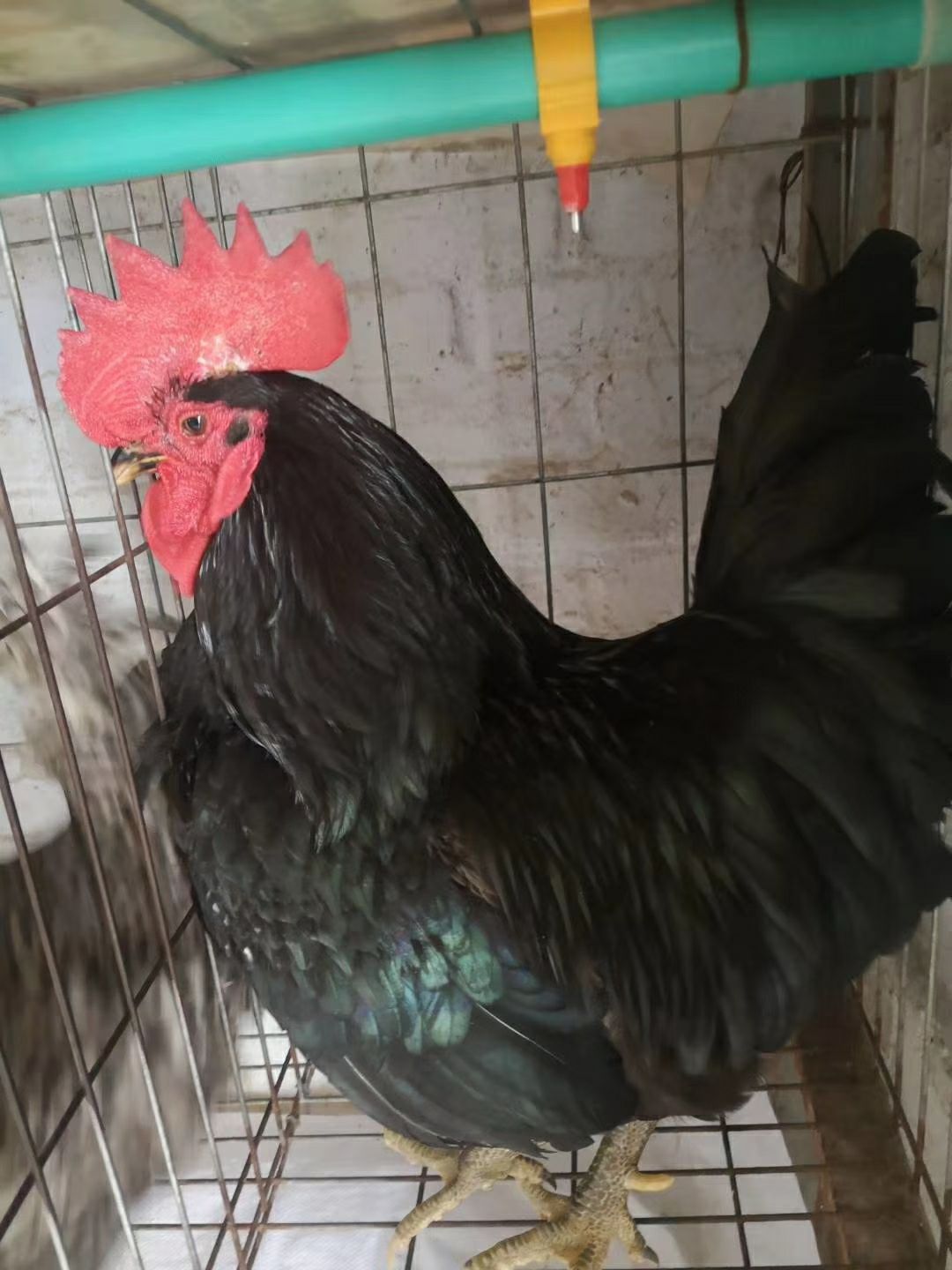 黑鸡苗黑土鸡苗黑羽蛋鸡苗黑羽红冠鸡苗 包出壳疫苗