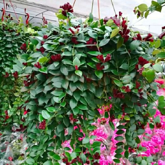 口红吊兰盆栽吸甲醛净化空气家庭室内阳台垂吊四季观花植物