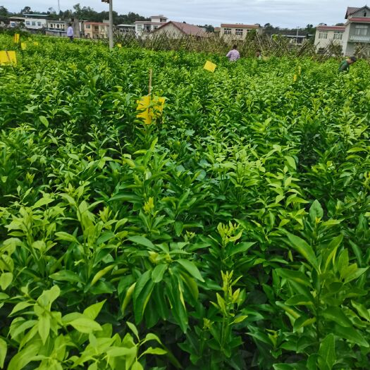 简阳市沃柑苗 