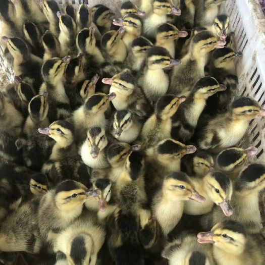 衡阳大种麻鸭苗土鸭血鸭苗菜鸭苗大白鲨鸭苗质量出栏快打疫苗