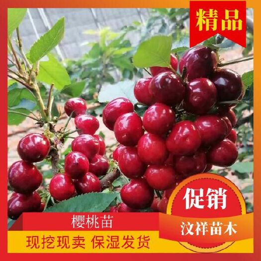 平邑县红灯樱桃苗  嫁接乌克兰樱桃苗，，美早樱桃苗，俄罗斯8号樱桃苗，