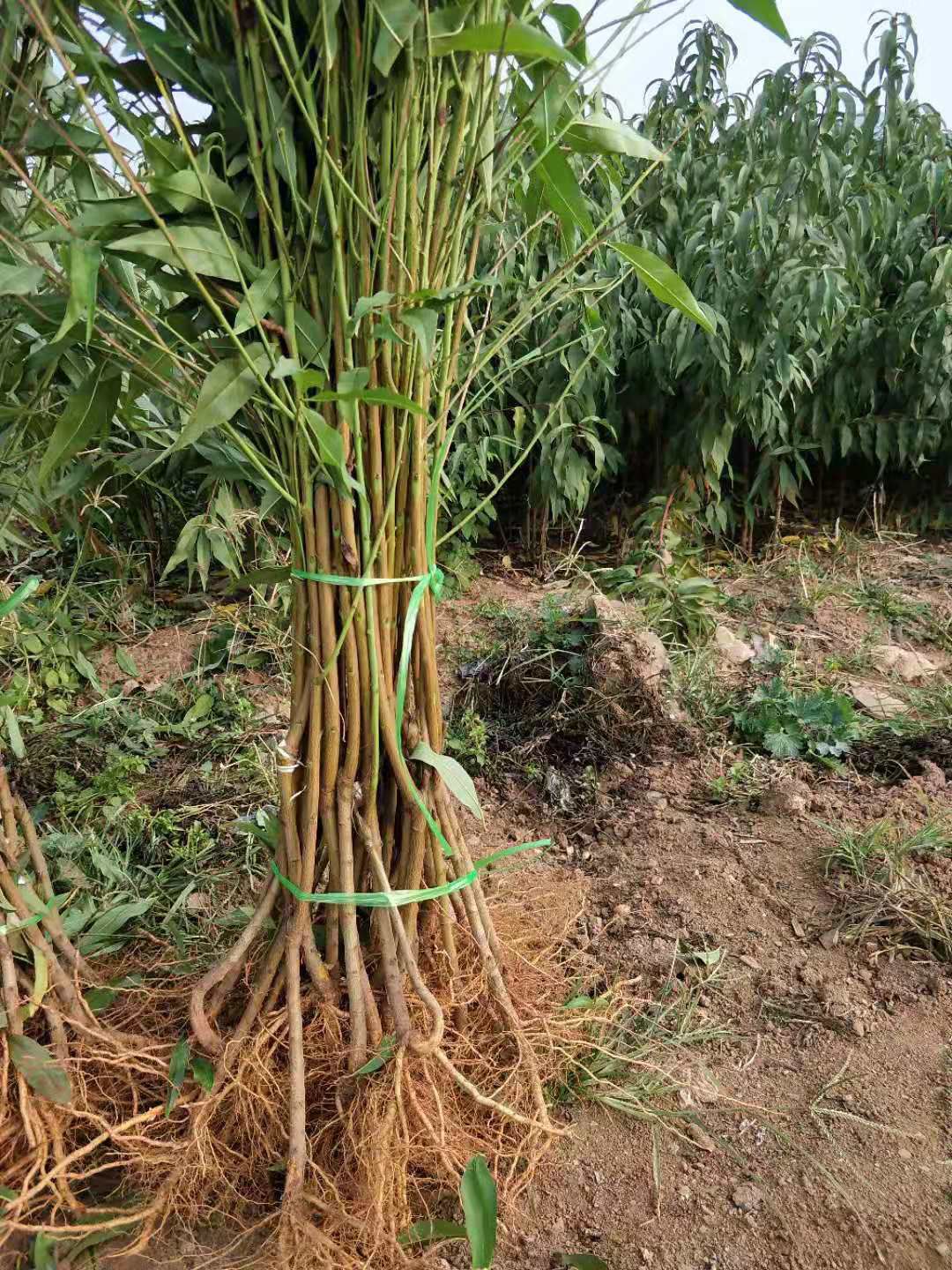 黄桃树苗 新世纪二号黄桃苗