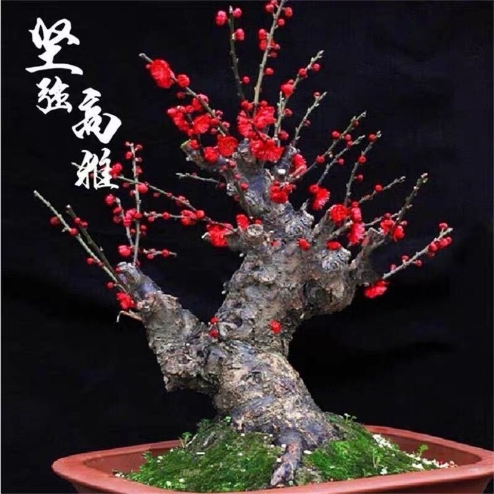 红梅  梅花，骨里红，原生，宫粉，腊梅盆栽，地栽都可，