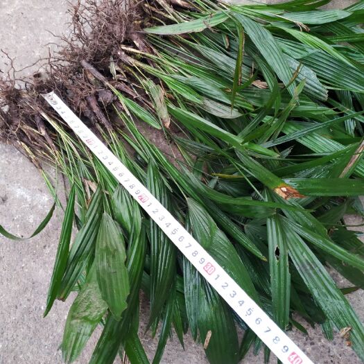 重庆市棕树苗 生态棕树芯苗全国均可种值30至40厘米1元一株40