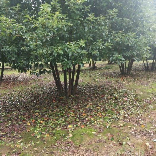 沅江市好丛生香樟