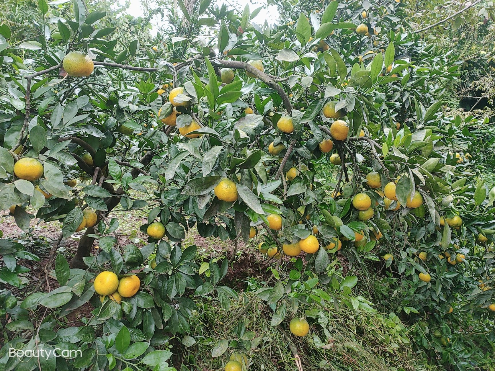 黄金橙 55mm以下 