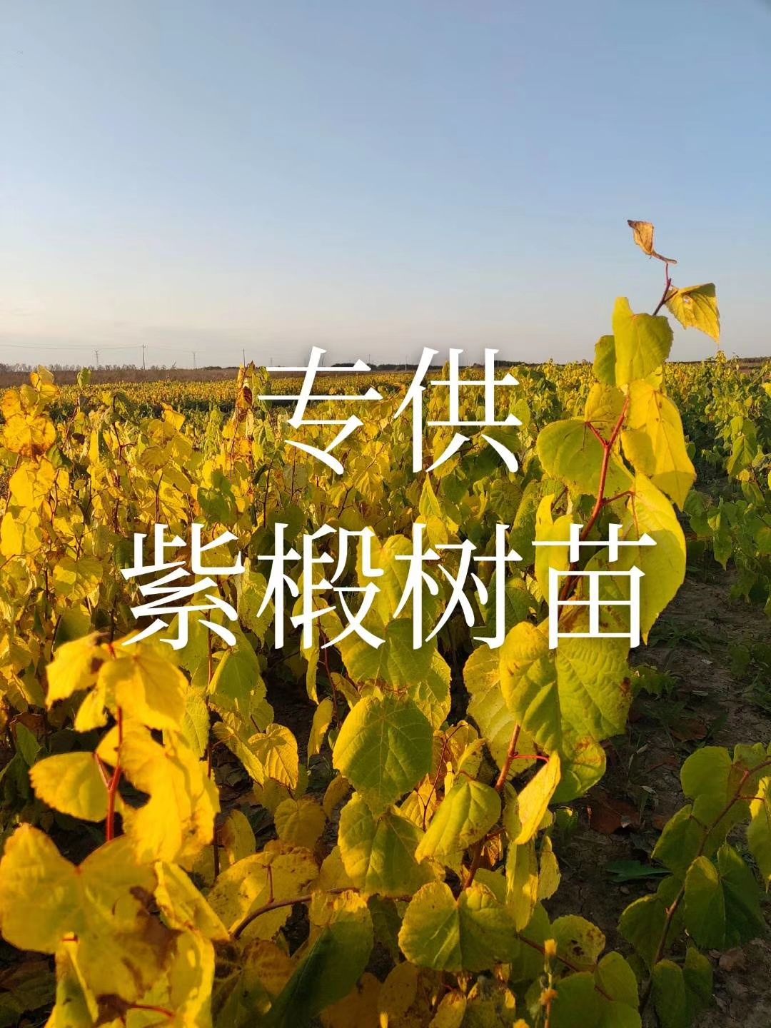 椴树 紫椴苗，紫椴苗基地