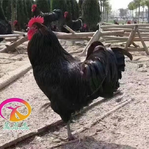 广州 黑羽红冠鸡苗---孵化场直发，包接种疫苗