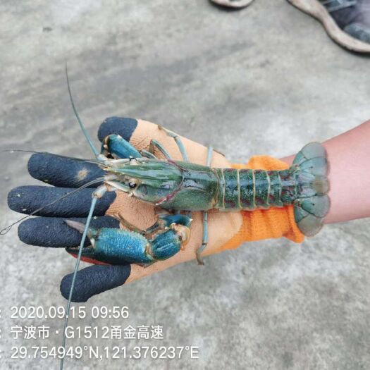 宁波澳洲淡水小龙虾 大量供应淡水澳洲小龙虾