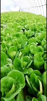 南通上海青  青菜，毛白菜，芹菜各种叶菜