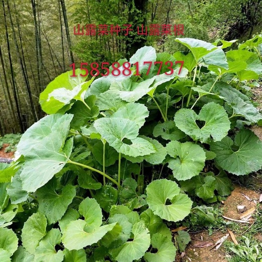 上饶山露菜  山蕗菜种子多少一斤？