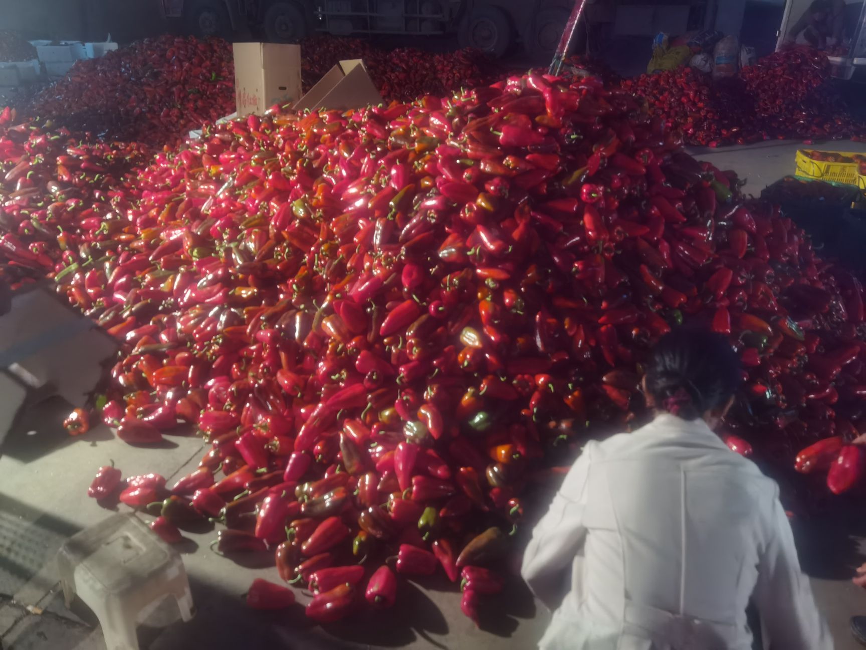 甜椒  自产自销，可全国发货。。。