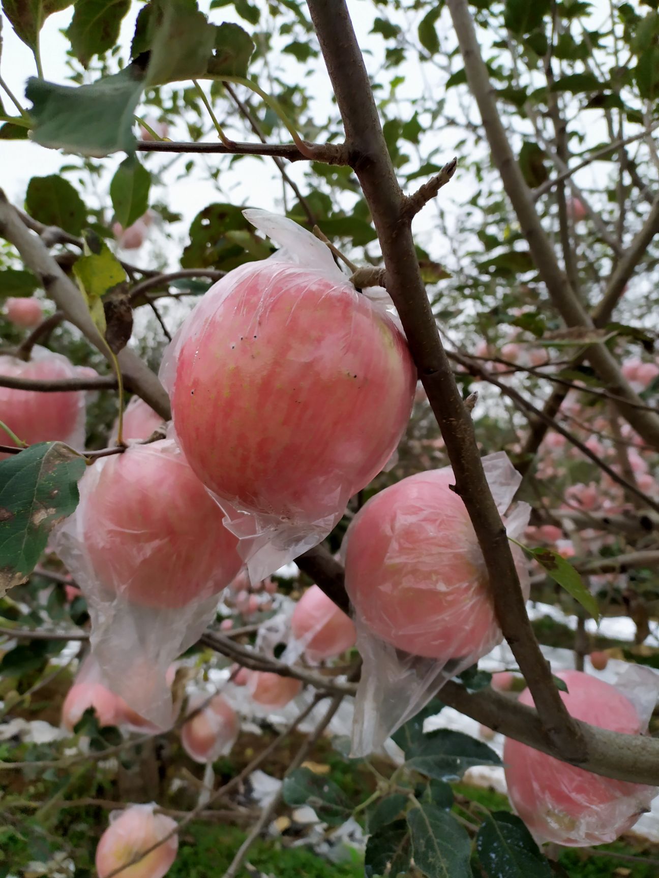 红富士苹果  纸袋开始下果了，有需要的可以实地考察，订货，价格随行情走