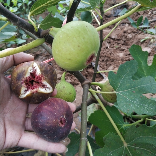 波姬红无花果苗无花果树苗当年结果盆栽地栽布兰瑞克波姬红紫果