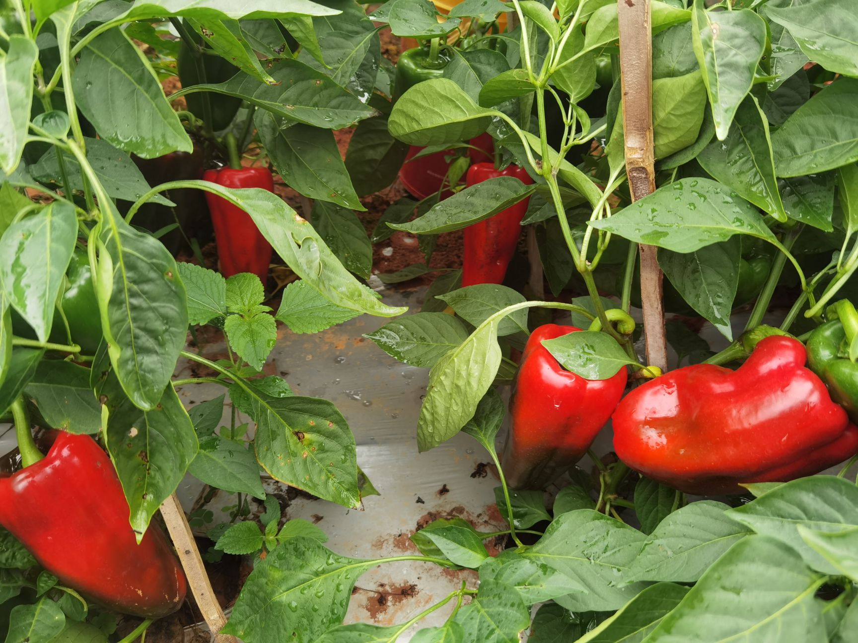 甜椒  自产自销，可全国发货。。。