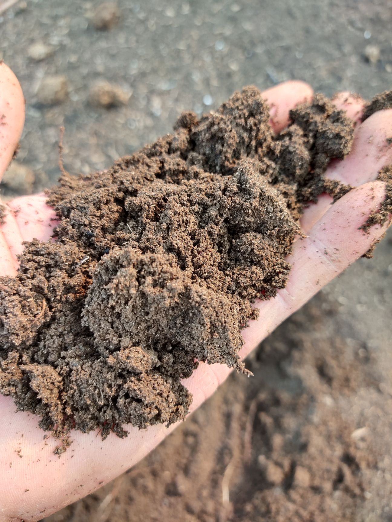 纯牛粪养的蚯蚓粪，可适用于各种果树，蔬菜，花草，育苗无土栽培