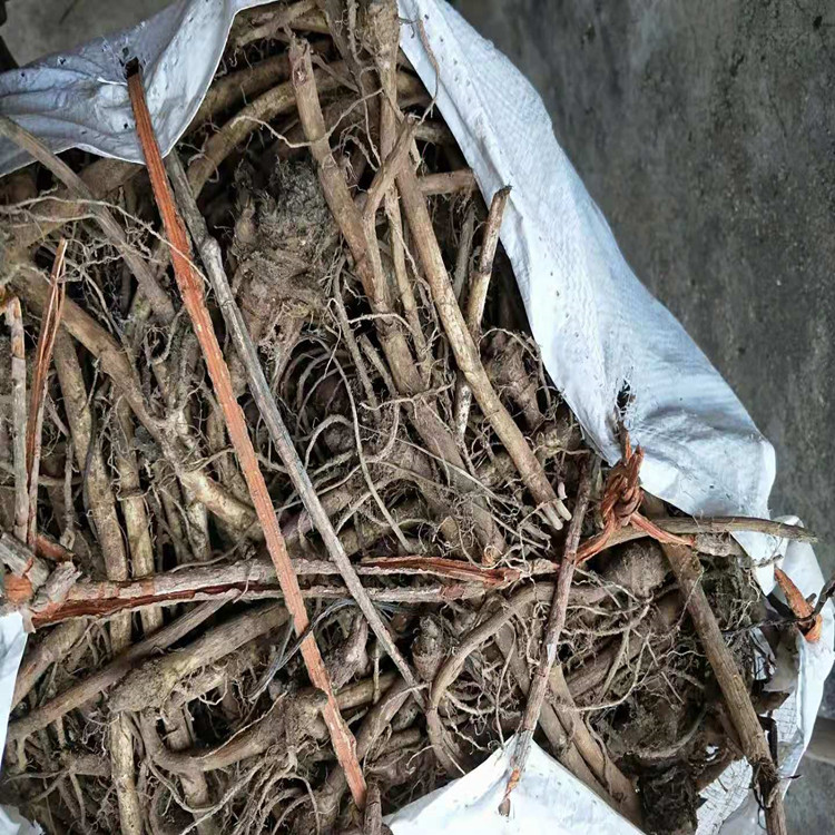 蜂斗菜种苗  出口水蕗菜种根量大便宜 基地直发