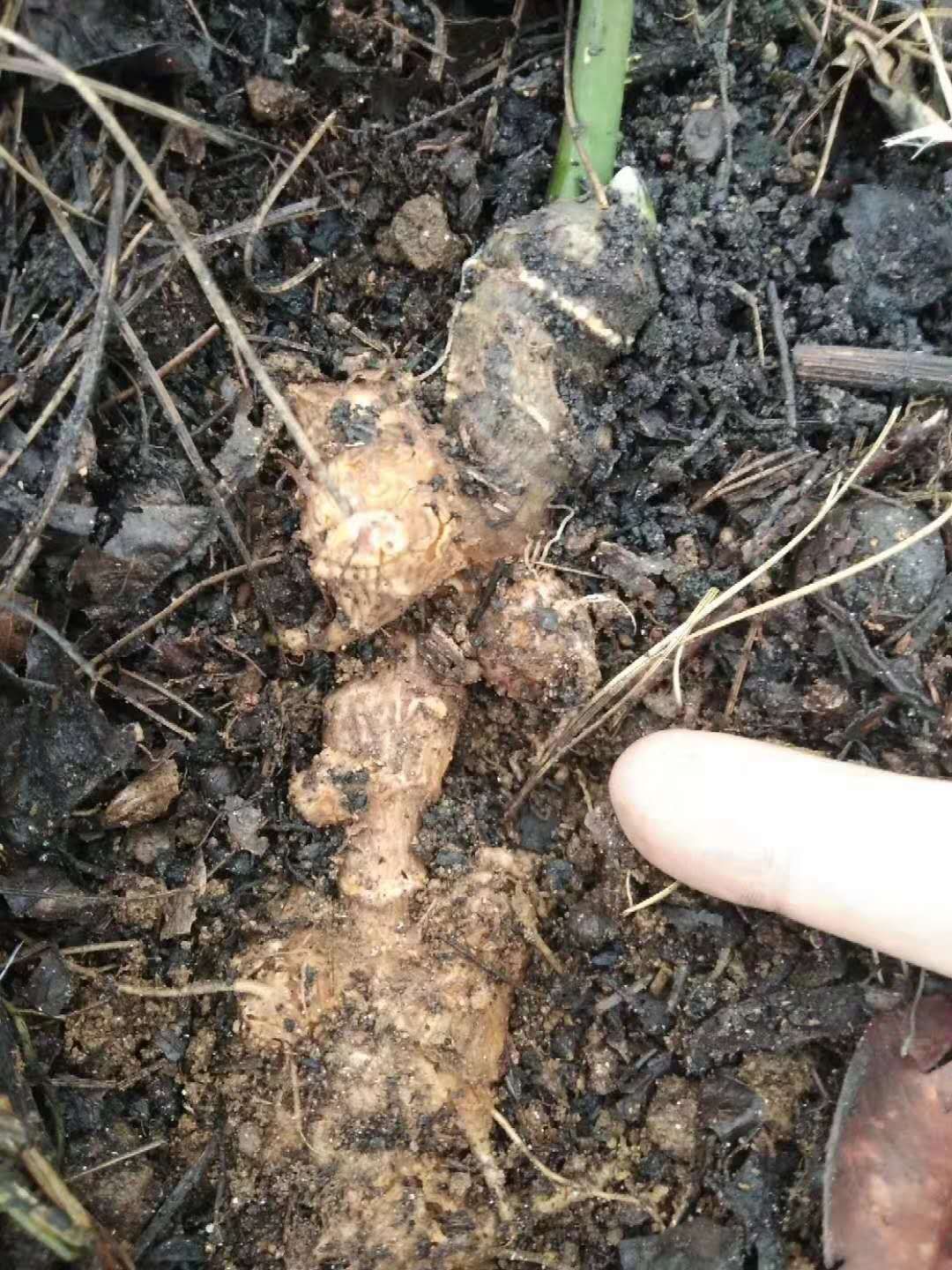 黑三七 云南省红河哈尼族彝族自治州元阳县