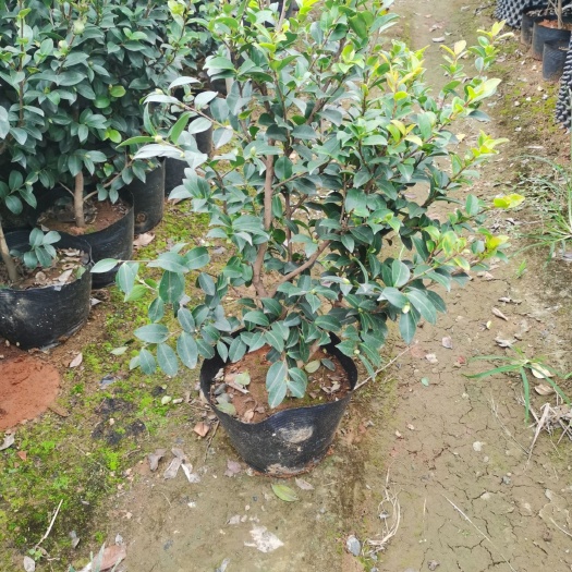 金华茶梅 50~80cm 