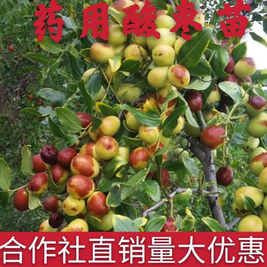 平邑县酸枣苗大量供应野生酸枣树苗药用酸枣苗基地直销量大优惠