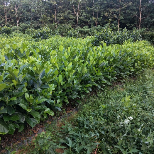 儋州市海南菠萝蜜苗 菠萝蜜直生苗