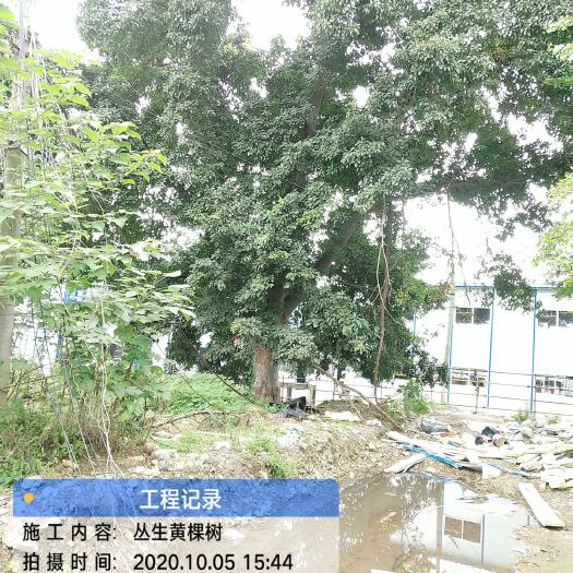 眉山朴树  出售：各类工程绿化路