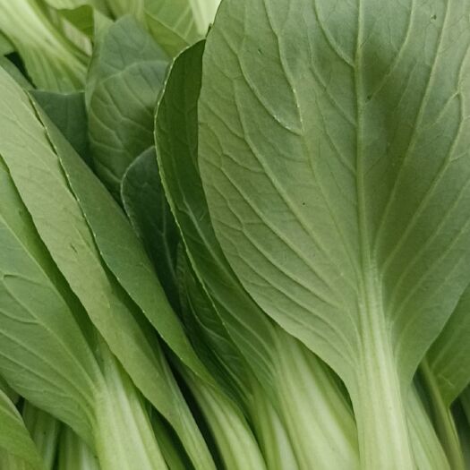 沈阳北方小油菜  精品油菜，大棵，中棵，小棵，欢迎各位老板选购