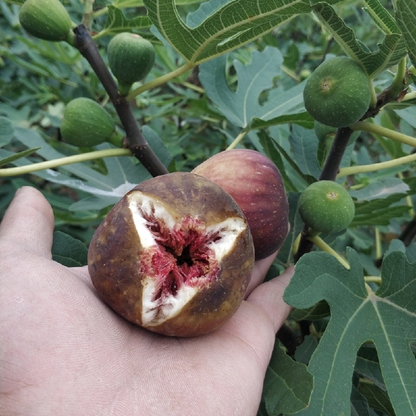 波姬红无花果苗无花果树苗当年结果盆栽地栽布兰瑞克波姬红紫果