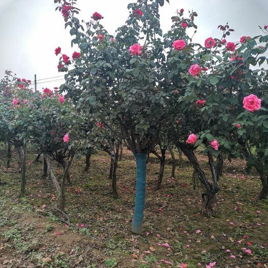 南阳基地直供6公分精品树状月季，杆直帽圆，分支点统一，一手货源