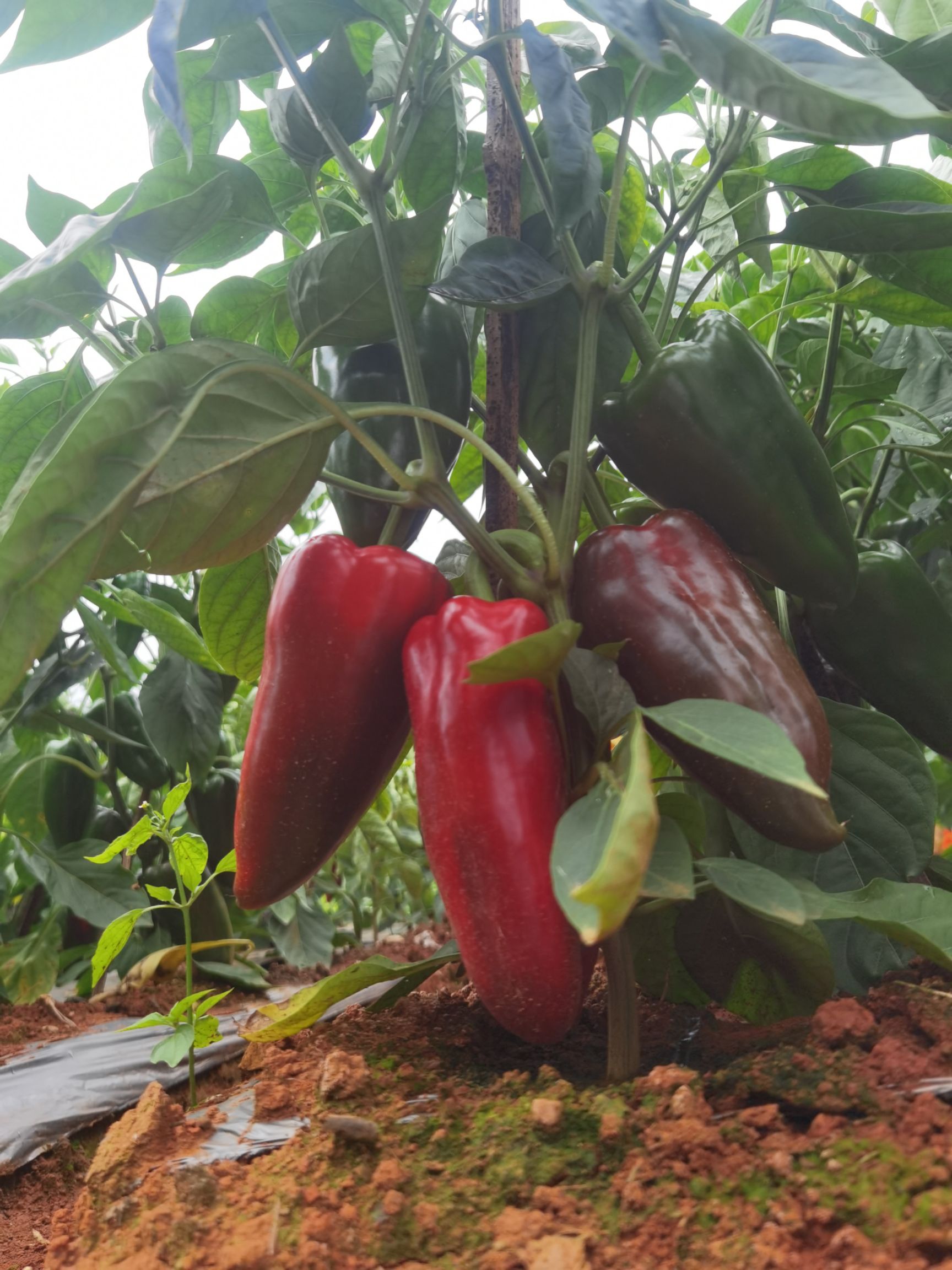 甜椒  自产自销，可全国发货。。。