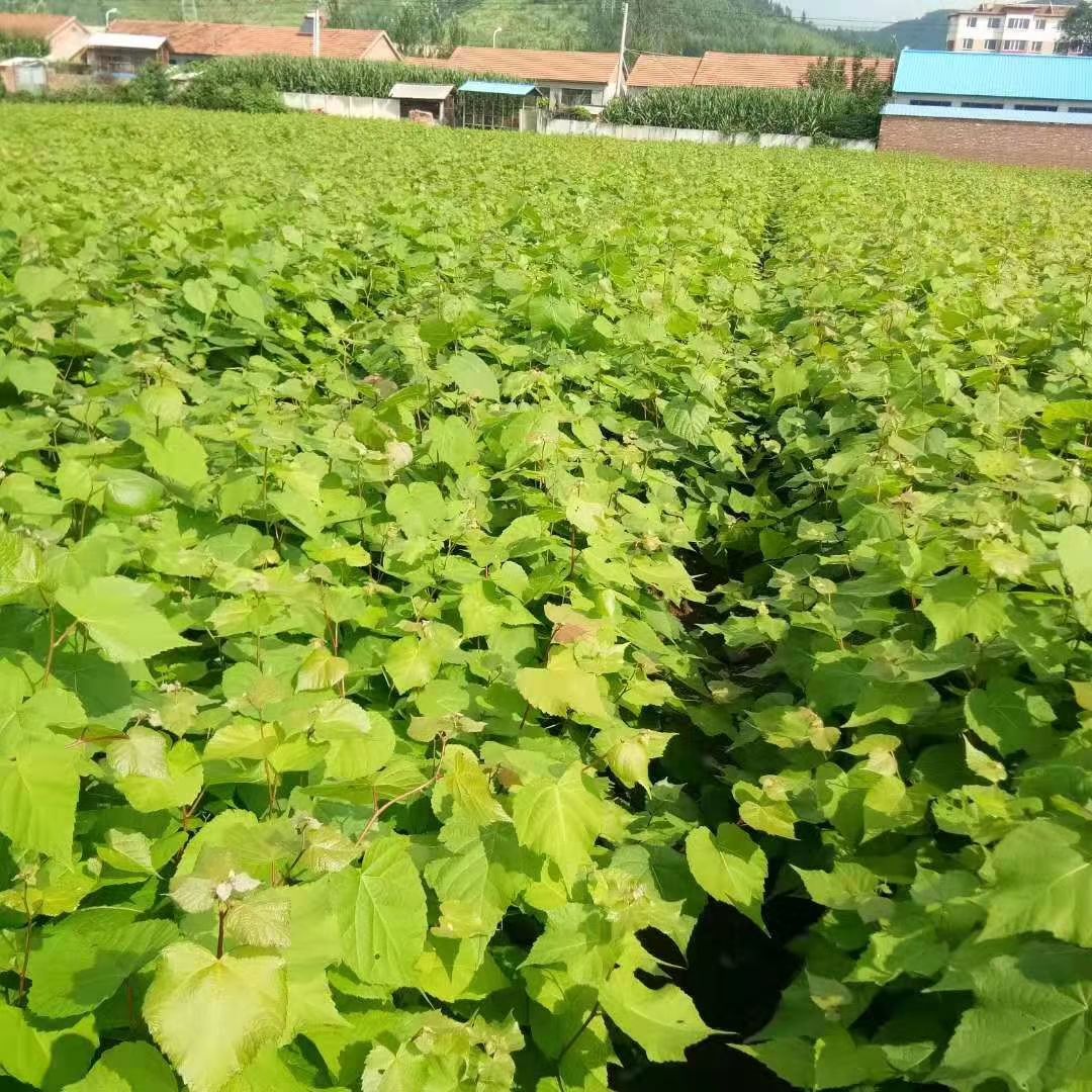 椴树 紫椴苗，紫椴苗基地