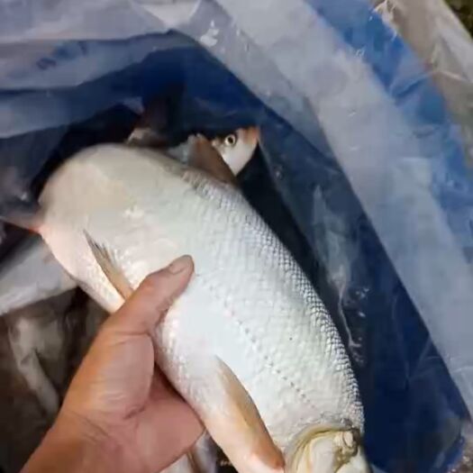 重庆市白条鱼   翘壳
