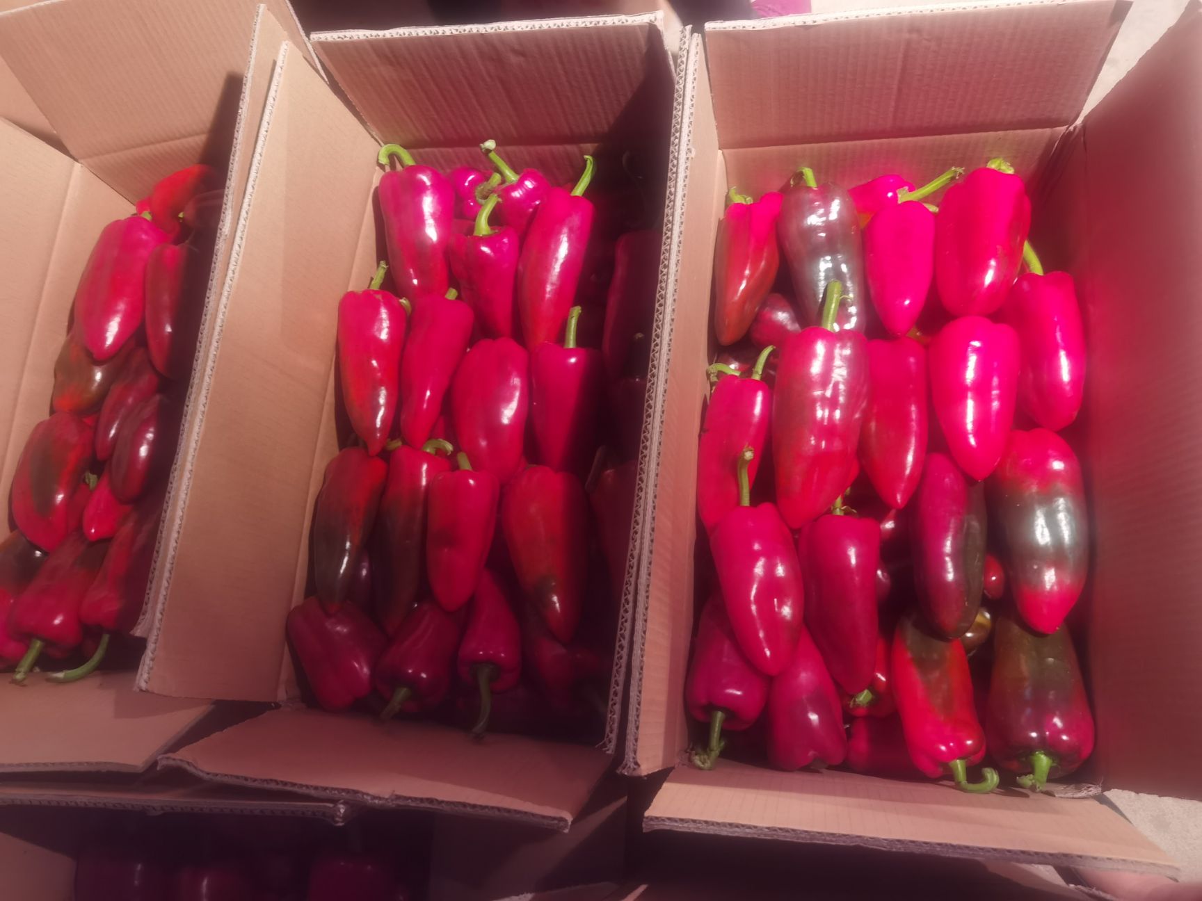 甜椒  自产自销，可全国发货。。。